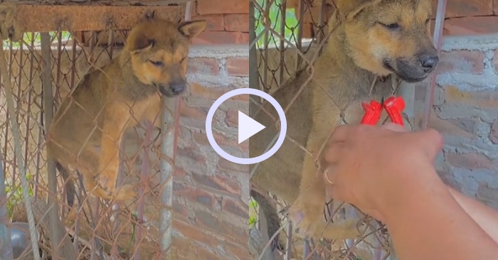 Video: Chủ nhân phải cắt hàng rào sắt để giải cứu chó cưng mắc kẹt
