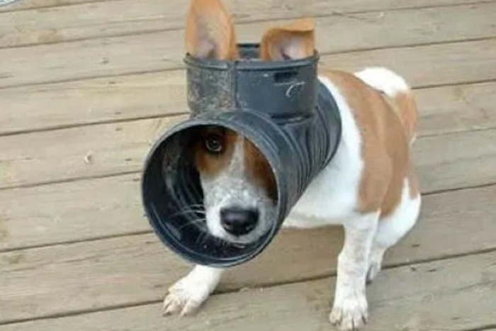 Những bức ảnh chó cưng mắc kẹt siêu hài hước vì trót "nghịch dại"