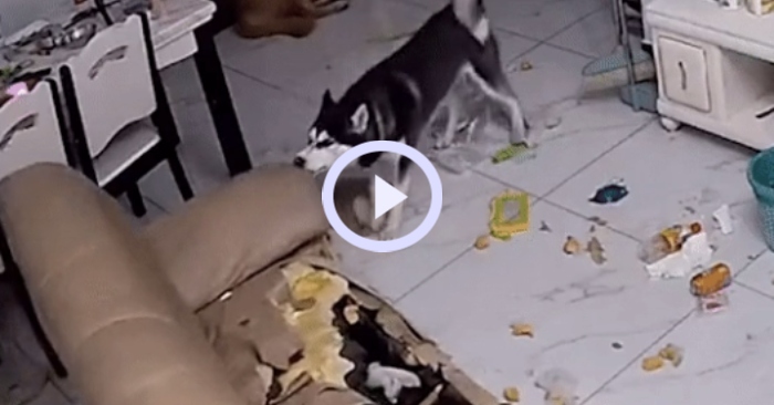 Video: Là giống chó thân thiện, tại sao chó Husky lại hay phá nhà?