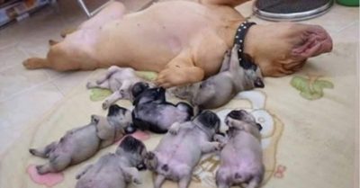 Hình ảnh dáng ngủ chuẩn ‘con nhà tông’ của đàn chó con