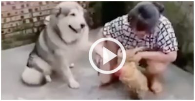 Video chó cưng giữ tay bà chủ xin đừng làm thịt con gà