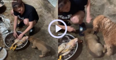 Video: Cún cưng hoảng sợ kêu toáng lên khi bị cô chủ dọa vặt lông