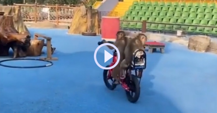 Video: Chú khỉ chở bạn bằng xe đạp