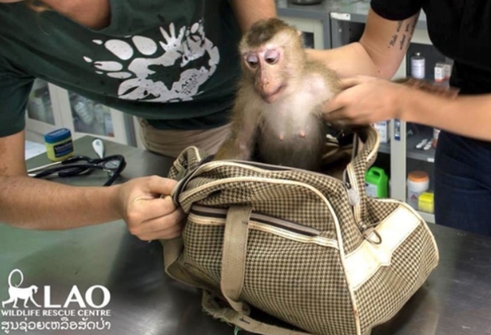 Video: Hai chú khỉ thi leo cây hái dừa