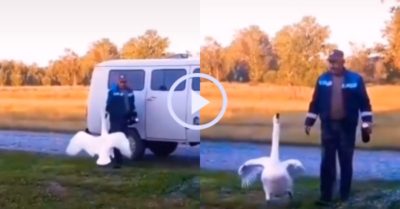 Video: Chú ngỗng cưng ‘hớn hở’ chạy ra đón ông chủ đi làm về