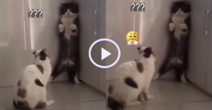 Video: Chuyện vợ chồng nhà mèo