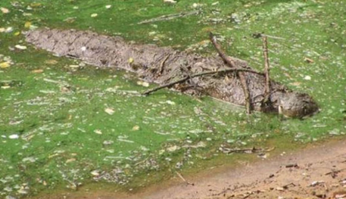 Video: Con cá sấu khủng mất miếng mồi ngon vì bạn không hiểu ý