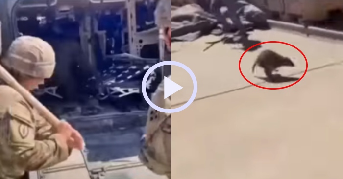 Video: Con chuột khủng truy đuổi 2 anh lính cao to