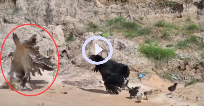 Video: Gà mẹ tung "liên hoàn cước" vào con đại bàng để bảo vệ gà con