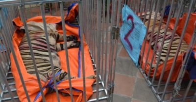 Chăm 8 con hổ thu từ nhà dân ở Nghệ An, nửa năm tốn 4 tỷ đồng