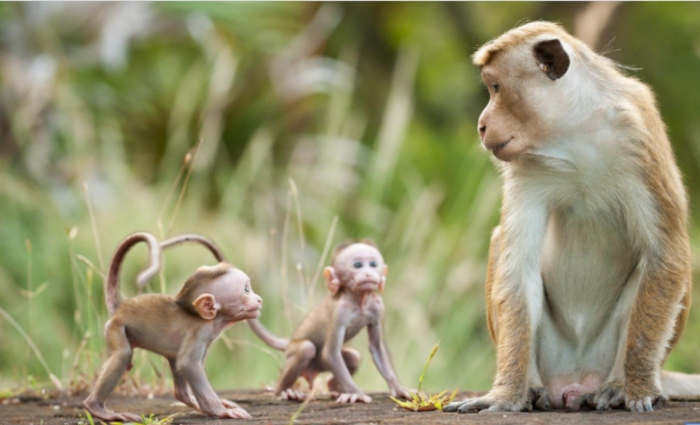 Video: Con khỉ con ăn vạ khi không được đi chơi cùng chủ