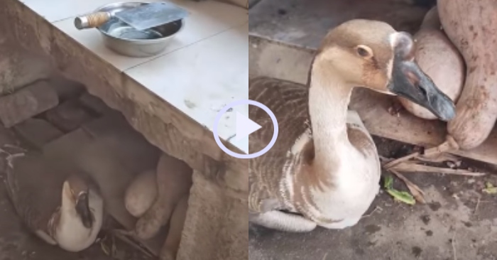 Video: Con ngỗng rơi nước mắt vì biết chủ sắp ăn thịt mình