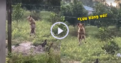 Video: Cún cưng trèo rào bị cô chủ bắt quả tang