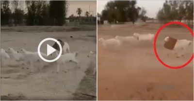 Video: Đàn cừu chạy tán loạn vì nhầm đồng loại là hổ