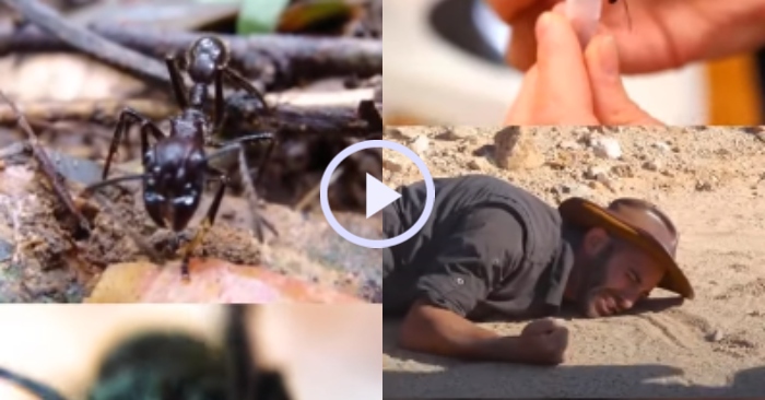 Video: Loài kiến đạn sở hữu cú đốt đau như bị đạn bắn