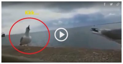 Clip: Lũ chim cười khanh khách khi bạn bị ngã