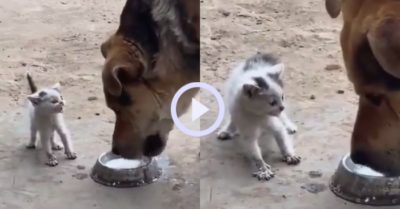Video: Mèo con ‘gào thét’ trong bất lực khi bị chó lớn uống hết sữa