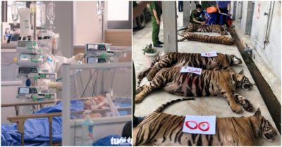 Cập nhật tối 3/3: Gần 3,9 triệu ca nhiễm Covid-19, 40.500 người tử vong; Người đàn ông nuôi 14 con hổ như nuôi heo lãnh án