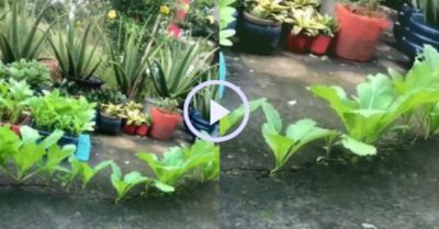 Video: Cố tình trồng rau, rau chẳng tốt, vô tình rơi hạt lại có rau ăn