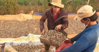 Vụ xuất khẩu điều sang Ý có nguy cơ bị lừa đảo: 36 container đã mất quyền kiểm soát