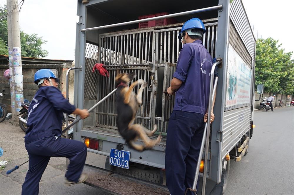 Một đội bắt chó thả rông ở TP.HCM (ảnh: Báo Lao Động).