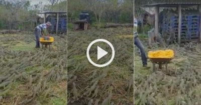 Video: Hàng nghìn cự đà xanh bao vây người đàn ông khi được phát thức ăn