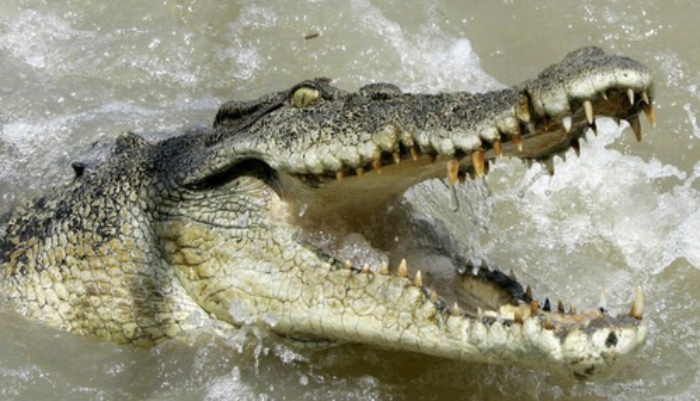Video: Cá sấu ngoạm chú rùa trong miệng quyết không tha