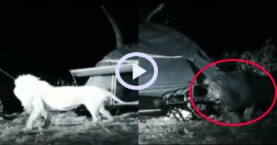 Video: Nhóm người đi cắm trại may mắn thoát khỏi sư tử đang đi săn mồi
