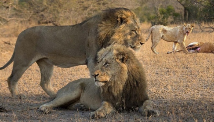Video: Nhóm người đi cắm trại may mắn thoát khỏi sư tử đang đi săn mồi