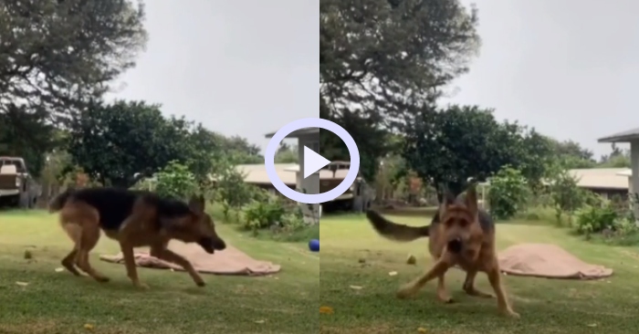 Video: Chó cưng cuống cuồng vì không thấy chủ nhân