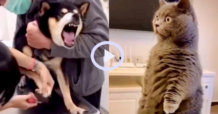 Video: Chó cưng la hét khi bị cắt móng chân khiến mèo cũng đứng hình