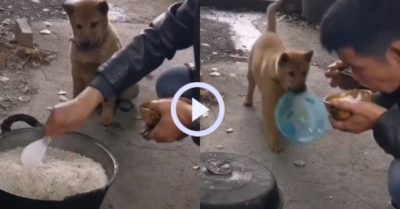 Video: Chó cưng xin ăn bằng thau nhựa