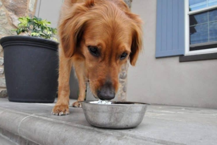 Video: Chó cưng xin ăn bằng vẻ mặt đáng thương khiến ông chủ ngơ ngác