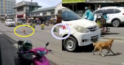 Video khoảnh khắc đau lòng: Chó mẹ cầu cứu khắp nơi khi chó con bị xe tông