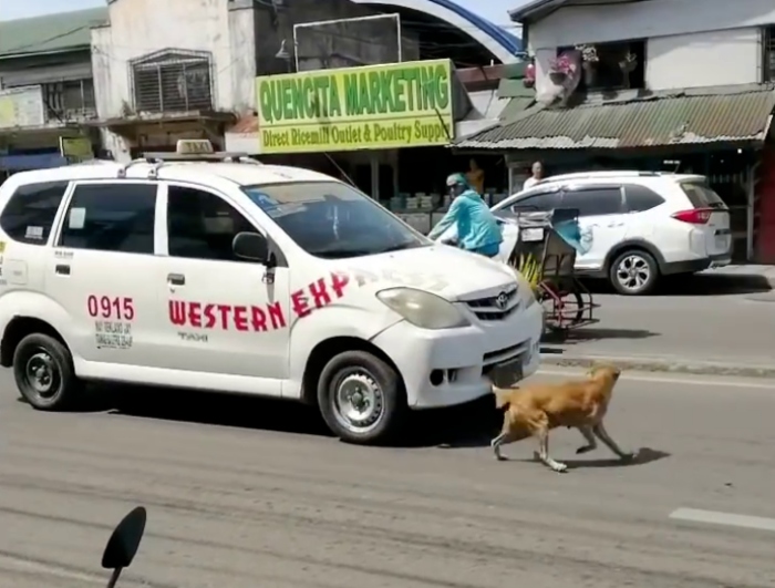 Video: Đau lòng khoảnh khắc chó mẹ cầu cứu khắp nơi khi con bị xe đâm