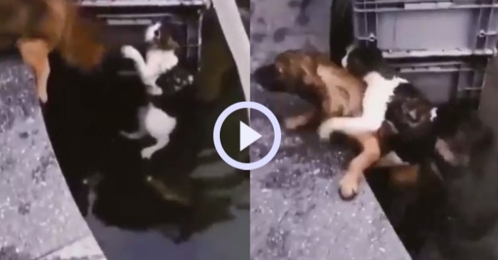 Video: Chú chó cưng nhảy xuống nước cứu bạn mèo lên bờ