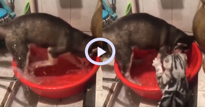 Video: Chó và mèo cưng bất hòa khi bạn chó không biết tiết kiệm nước