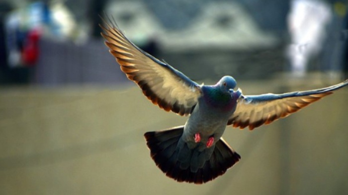 Video: Chú chim bồ câu dùng tuyệt kỹ santo nhiều vòng trước ống kính
