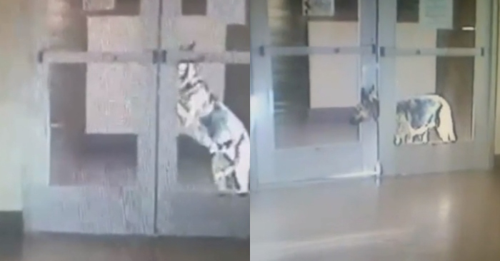 Video: Chú chó thông minh xoay sở tìm cách mở lồng để bạn bè tự do