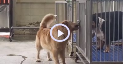 Video: Chú chó thông minh tìm cách mở lồng để các bạn ra ngoài tự do