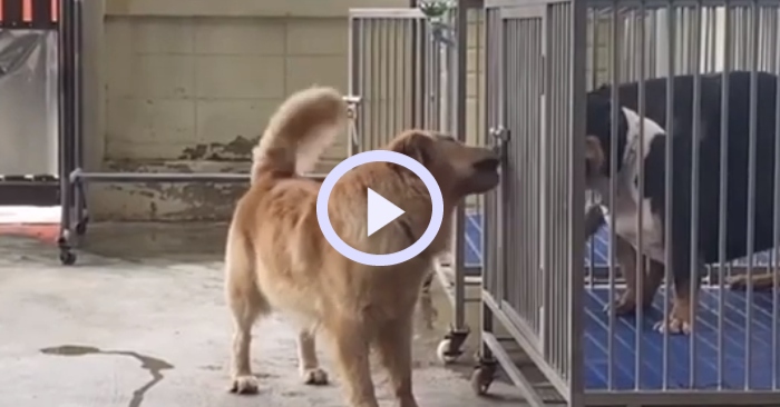 Video: Chú chó thông minh xoay sở tìm cách mở lồng để bạn bè tự do