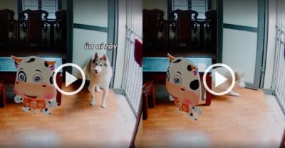 Video: Husky rón rén chui gầm bàn khi thấy ‘bò’ trong nhà