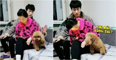 Video: Cún cưng nổi quạu hỏi tội chàng trai lén đánh mình