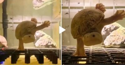 Clip: Rùa biễu diễn ‘trồng cây chuối’ trong bể nước