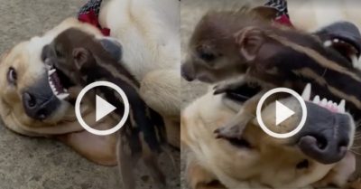 Video: Lợn con chui vào miệng chó