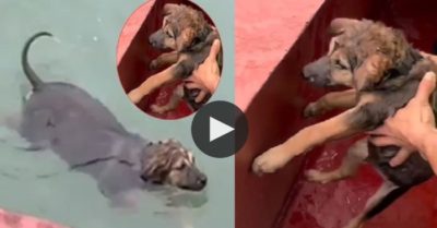 Video: Con chó bị bỏ quên giữa vịnh Hạ Long, tự bơi tới thuyền du khách để cầu cứu