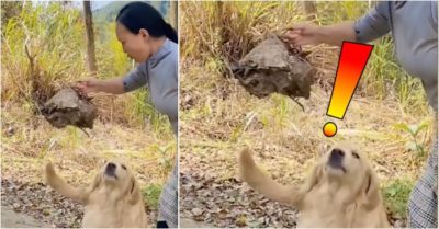 Video: Cún cưng đi chơi mang ‘quà’ tổ ong về báo hại cô chủ