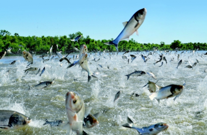 Video: Khoảnh khắc đàn cá mè khổng lồ ào lên mặt nước gây “sốt”