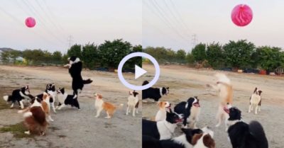 Video: Đàn chó cưng cùng nhau tâng bóng trên sân
