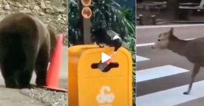 Video: Ý thức của động vật khiến nhiều người không khỏi ngạc nhiên